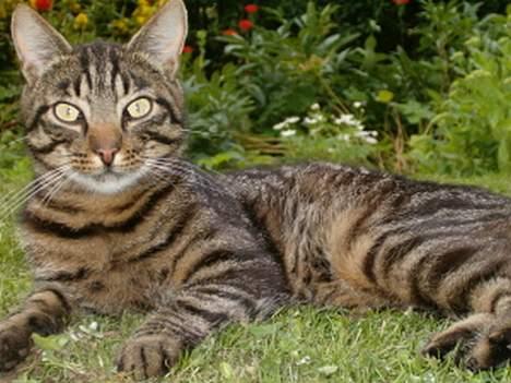 Blanding af racer Bisse billede 6