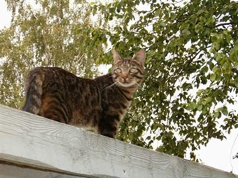 Blanding af racer Bisse billede 7