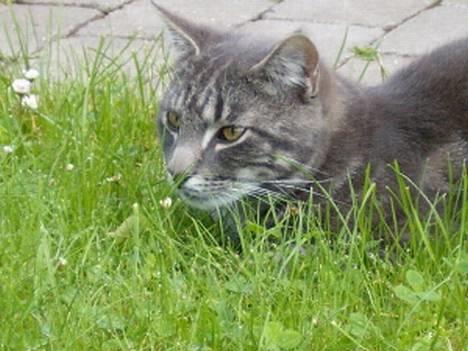 Blanding af racer bandit billede 1