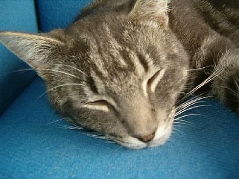 Blanding af racer bandit billede 2