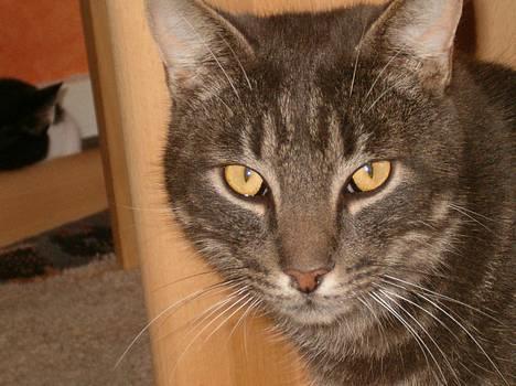 Blanding af racer bandit billede 3