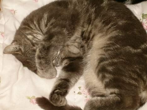 Blanding af racer bandit billede 4