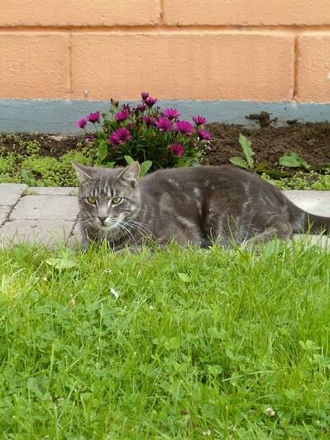 Blanding af racer bandit billede 5