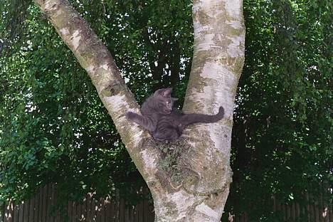 Blanding af racer Minni - R.I.P.  - Hmmm, den fugl der ser spændende ud.... billede 1