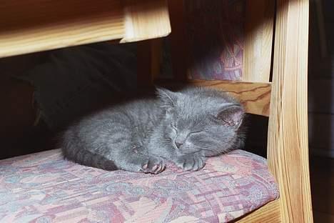 Blanding af racer Minni - R.I.P.  - Sikke en dejlig solplet at ligge i, zzzzzzzzzzzz billede 2