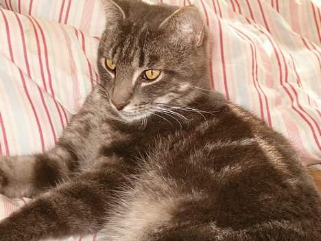 Blanding af racer bandit billede 6