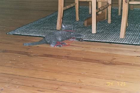 Blanding af racer Minni - R.I.P.  - Hjælp! Tråden har fanget mig!!! billede 3