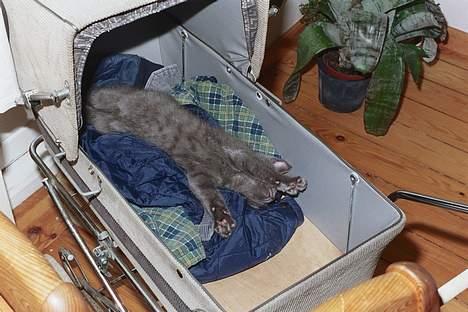 Blanding af racer Minni - R.I.P.  - "Livet er skønt!!". Min lille "baby´s" foretrukkende sovested; min gamle dukkebarnevogn.  billede 4