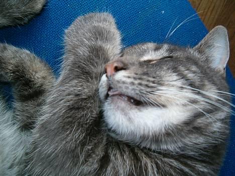 Blanding af racer bandit billede 7