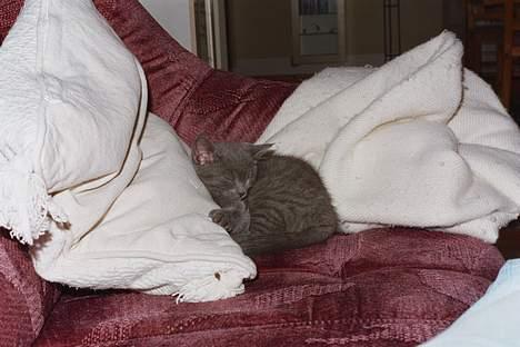 Blanding af racer Minni - R.I.P.  - Lige ankommet! Det var trættende at se det nye hjem billede 5