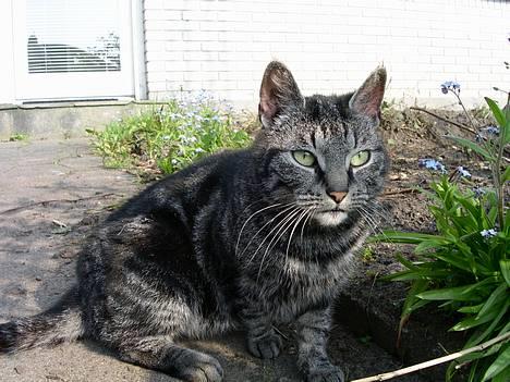 Blanding af racer Tiger - ååhh neej Isabellas far gik lige forbi(ham er jeg bange for) billede 3