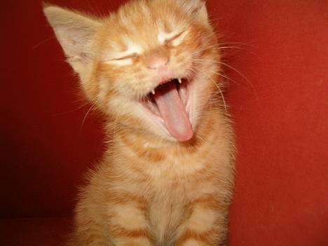 Blanding af racer bølle - ihh hvor kan jeg se farlig ud:-) billede 1