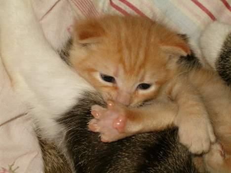 Blanding af racer bølle - Jeg kan også vaske mig ligesom mor billede 2