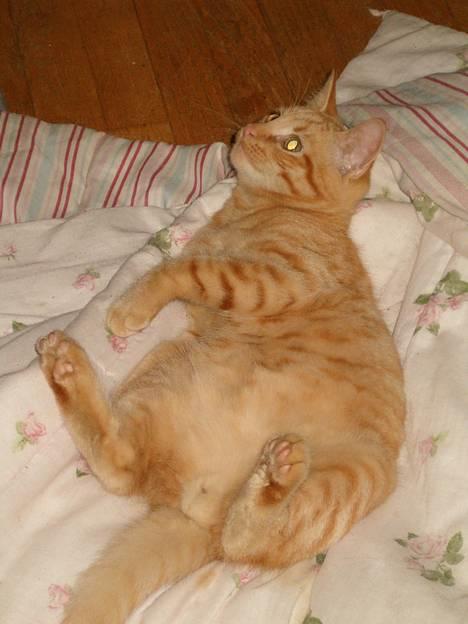 Blanding af racer bølle billede 3