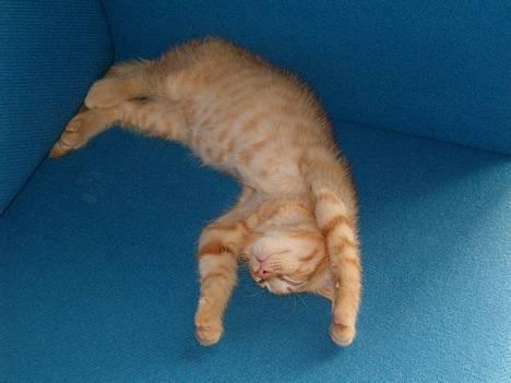 Blanding af racer bølle billede 4