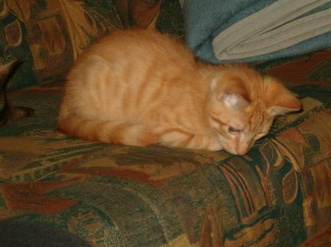 Blanding af racer bølle billede 5