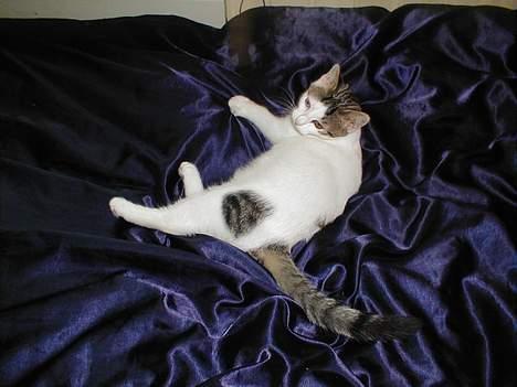 Blanding af racer Shiva - Shiva i den seng han tror tilhører ham. billede 4