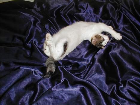 Blanding af racer Shiva billede 5