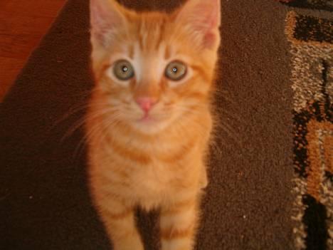 Blanding af racer bølle billede 6