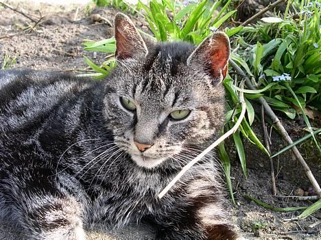 Blanding af racer Tiger - haalløøjjzzaa billede 4