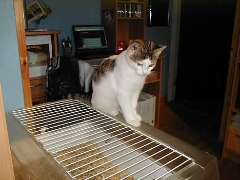 Blanding af racer Shiva billede 6