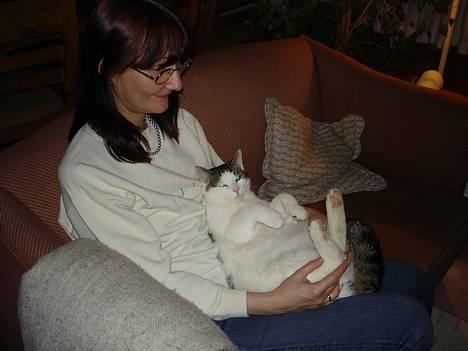 Blanding af racer Shiva billede 7