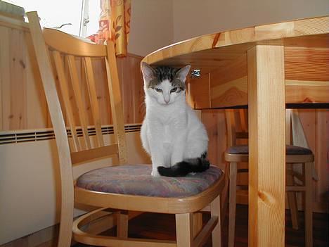 Blanding af racer Shiva billede 8