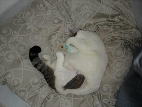 Blanding af racer Shiva - Shiva gemmer sig... (Han er grøn på benet fordi han li er blevet øretatoveret, og det skidt smitter af, hehe) billede 9