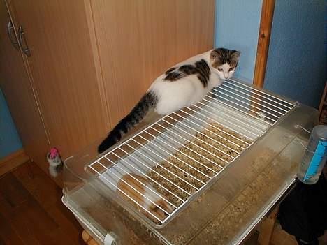 Blanding af racer Shiva - Sådan et marsvin er nu ret sjovt! billede 10