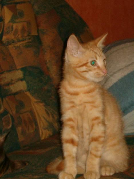 Blanding af racer bølle - der kom lige en hveps flyvende, det er derfor jeg laver det sjove ansigts udtryk billede 7