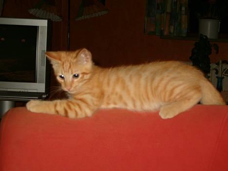 Blanding af racer bølle - jeg er i ballade humør:-) billede 8