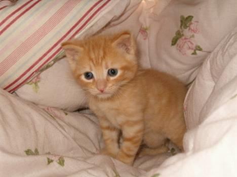 Blanding af racer bølle - er jeg ikke bare fin:-) billede 9