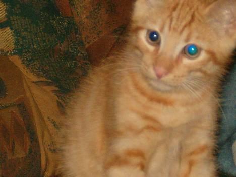 Blanding af racer bølle billede 10