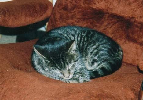 Blanding af racer Chilli billede 3