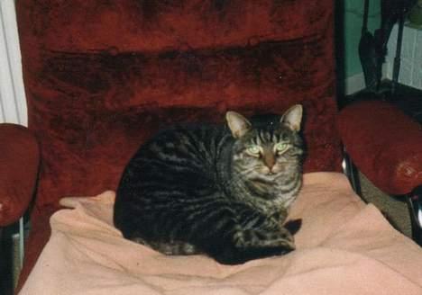 Blanding af racer Chilli billede 4