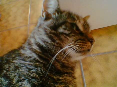 Blanding af racer Chilli billede 5