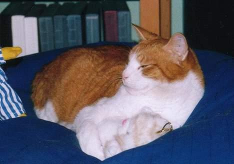 Blanding af racer Mikkel billede 9