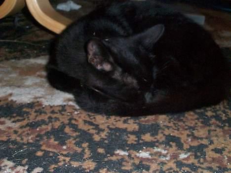 Blanding af racer Bamse - igen igen sov sov billede 10