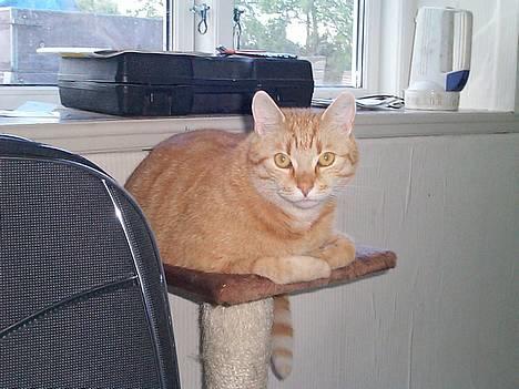 Blanding af racer Oliver - jeg ligger lige og holder øje om der sker noget billede 10