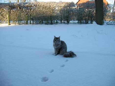 Maine Coon milles billede 3