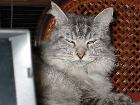 Maine Coon milles billede 6