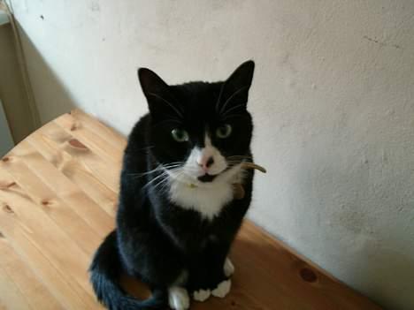 Blanding af racer Kublai Khan billede 8