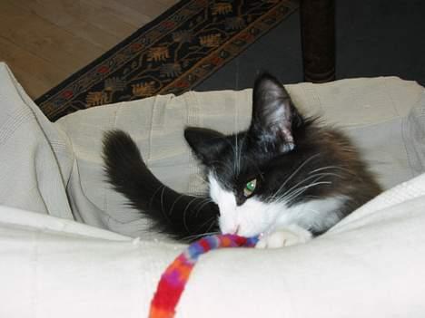 Norsk Skovkat Enigma{Forsvundet} billede 1