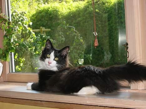 Norsk Skovkat Enigma{Forsvundet} billede 2