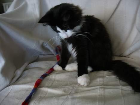 Norsk Skovkat Enigma{Forsvundet} billede 3