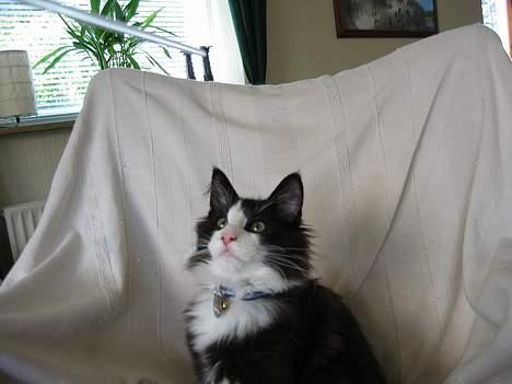 Norsk Skovkat Enigma{Forsvundet} billede 4