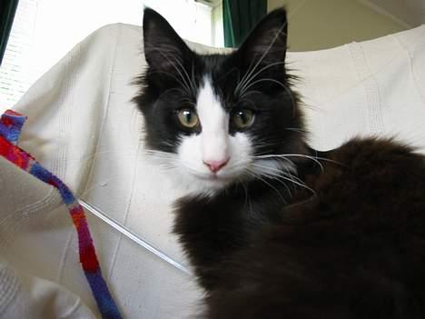 Norsk Skovkat Enigma{Forsvundet} billede 5