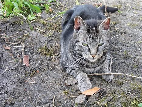 Blanding af racer Tiger - mmm eg lægger faktisk godt her..! billede 5