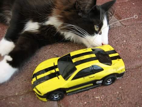 Norsk Skovkat Enigma{Forsvundet} billede 6