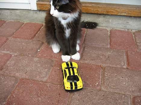 Norsk Skovkat Enigma{Forsvundet} billede 7